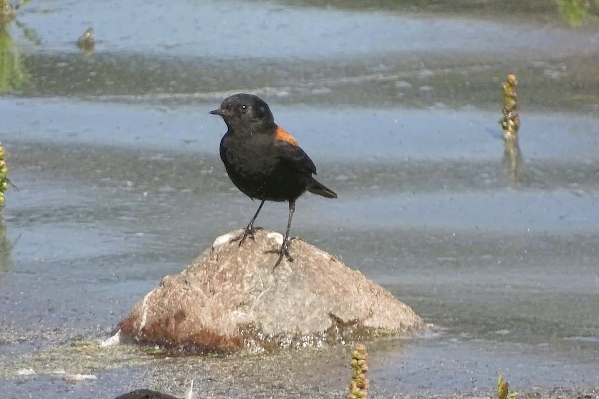 Austral Negrito - ML640697924