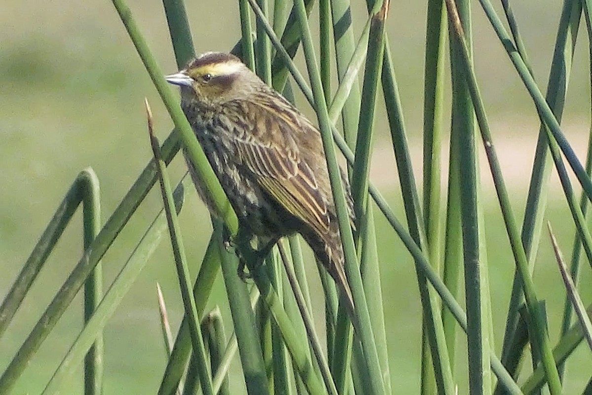 Yellow-winged Blackbird - ML640697952