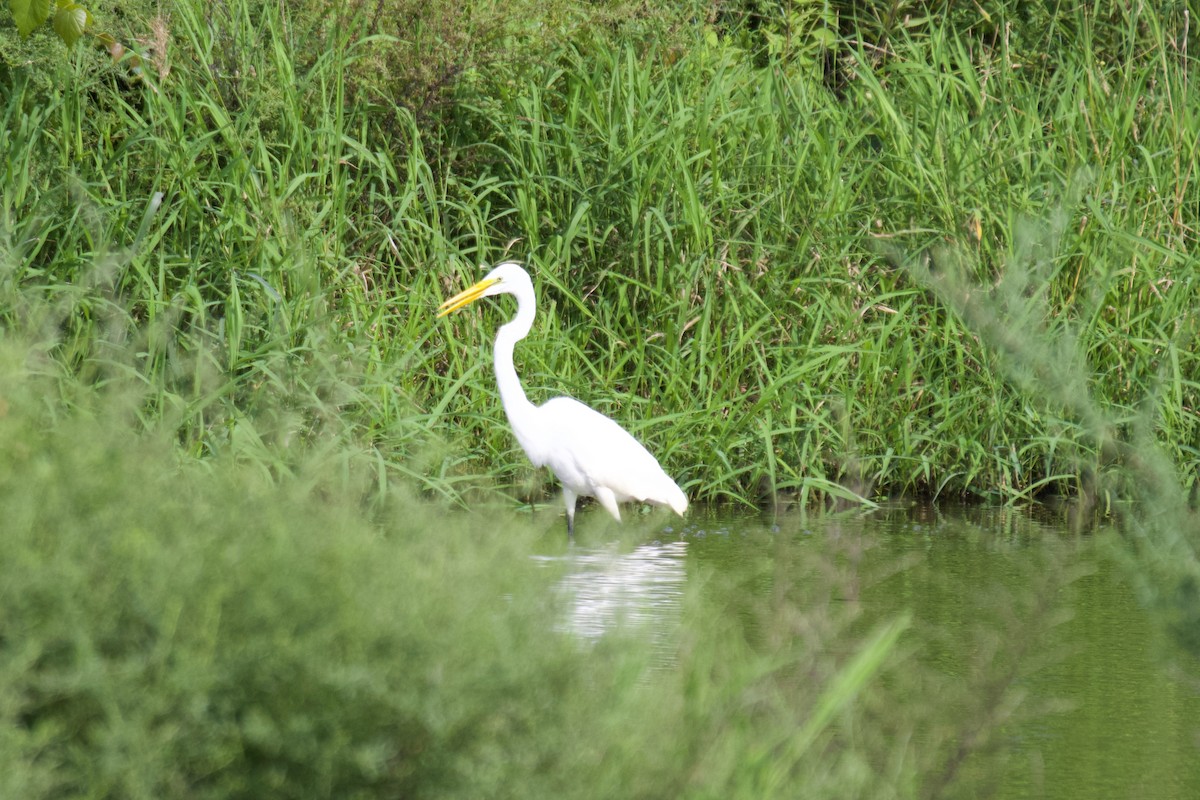 Great Egret - ML640697971