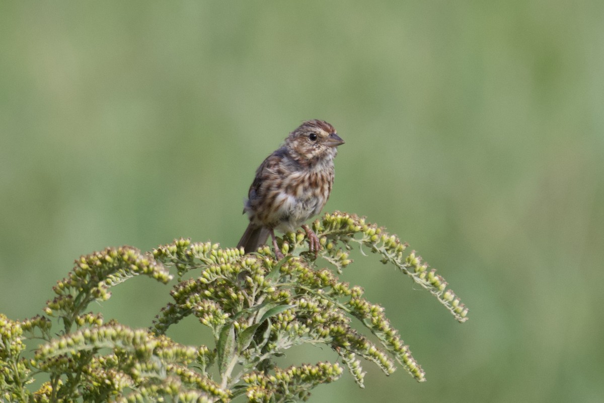 Song Sparrow - ML640697974