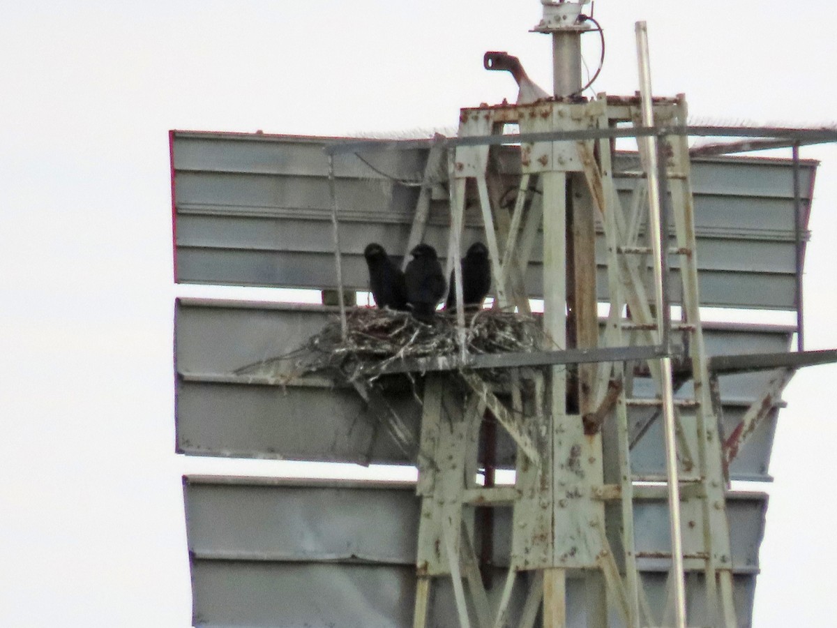 Хон хэрээ - ML640697975