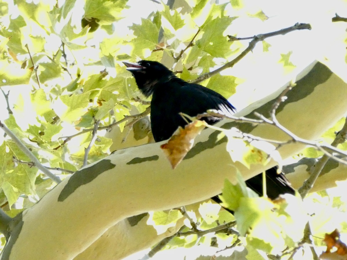 Fish Crow - ML640698011