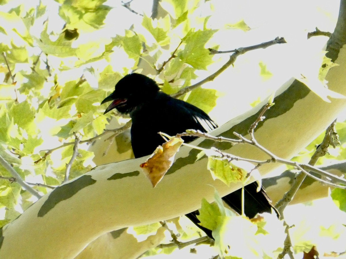 Fish Crow - ML640698012