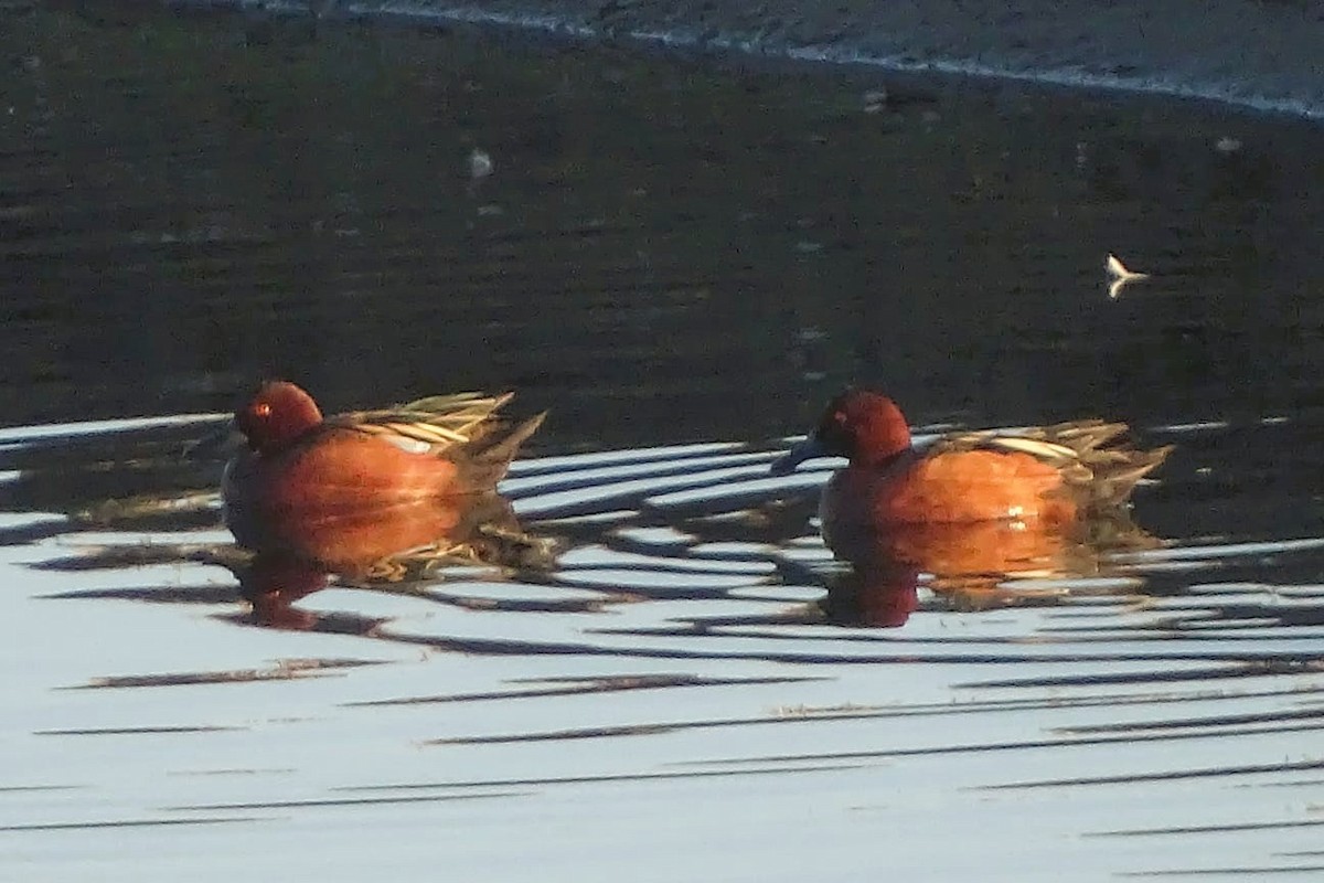 Cinnamon Teal - ML640698025