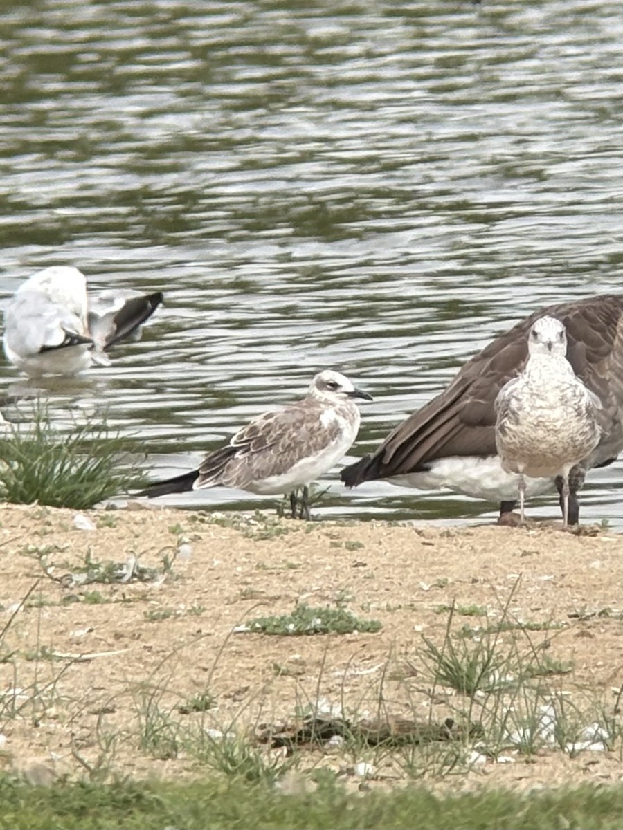 Laughing Gull - ML640698030
