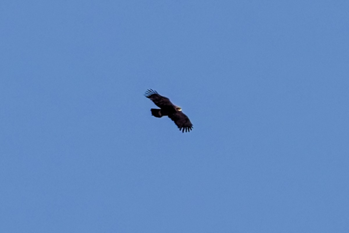 Steppe Eagle - ML640698039