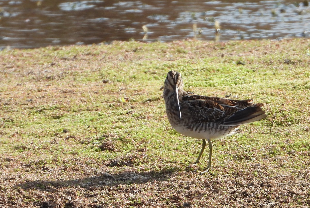 Common Snipe - ML640698048