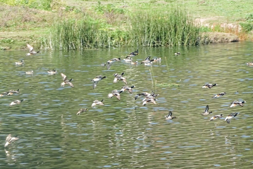 Chiloe Wigeon - ML640698088