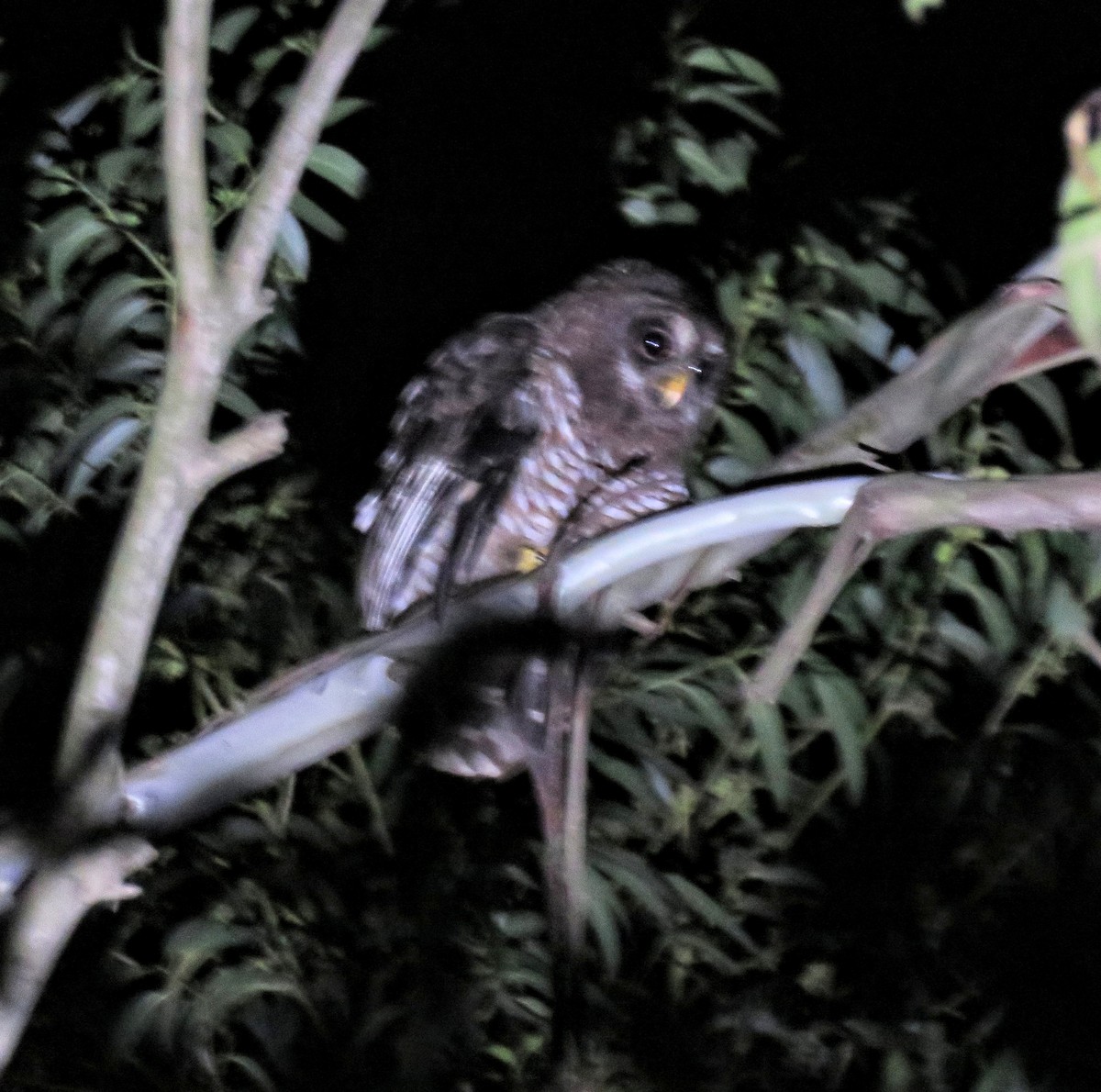 African Wood-Owl - ML640698094