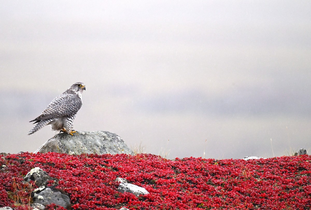 בז צפון - ML640698112