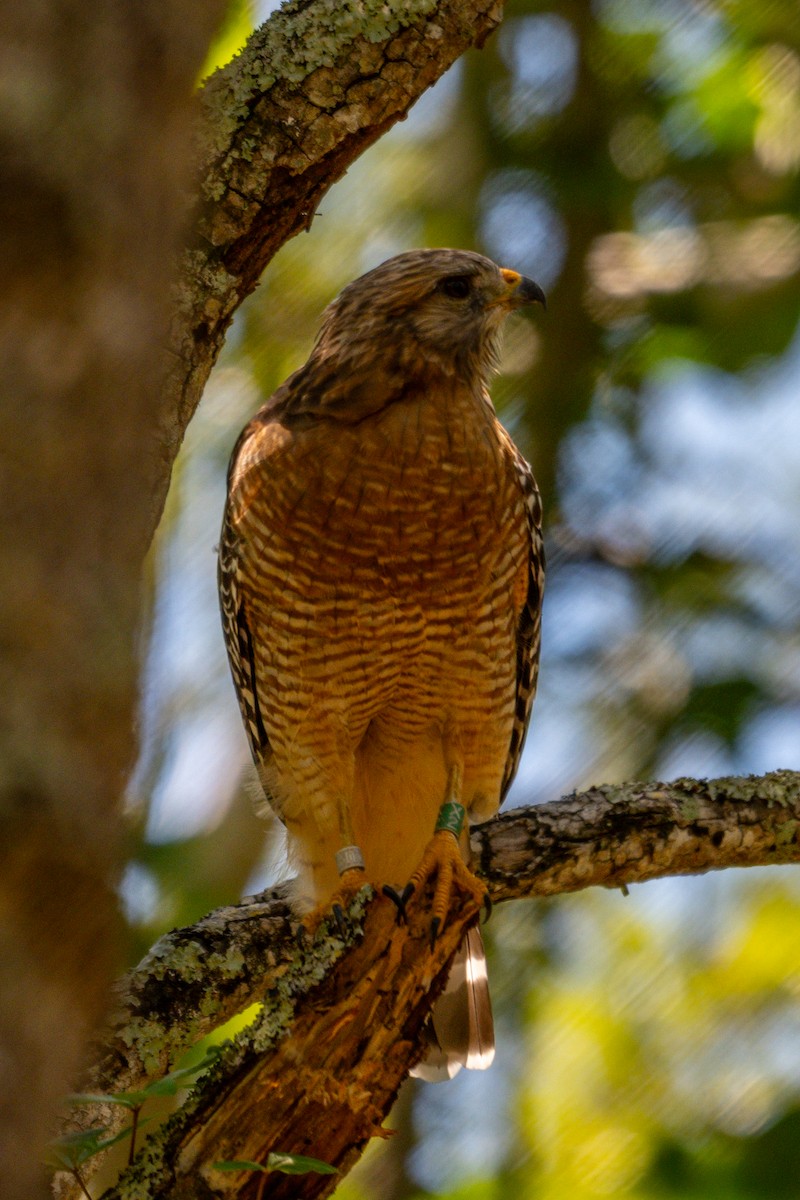 Red-shouldered Hawk - ML640698127