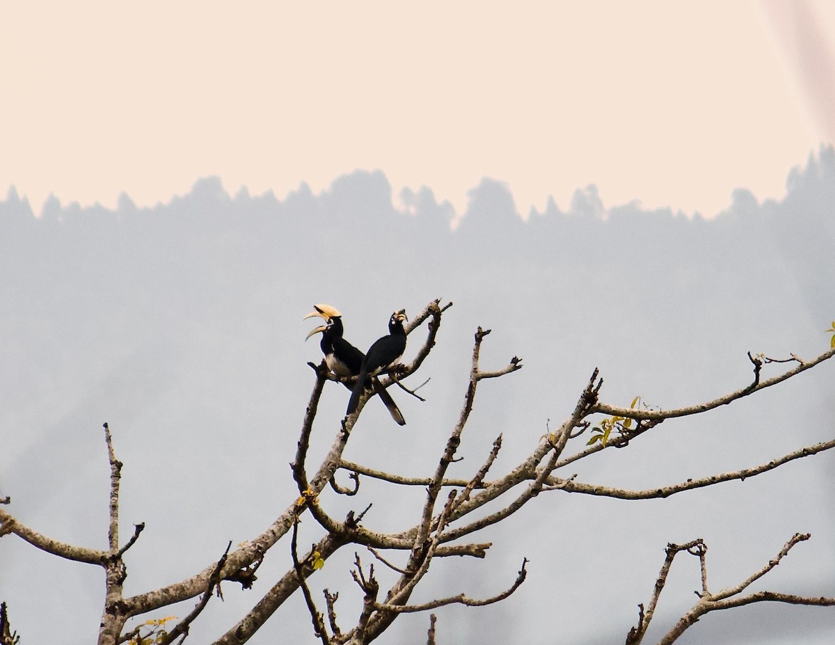 Oriental Pied-Hornbill - ML640698151