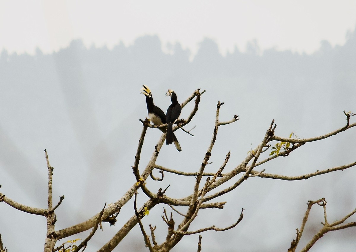 Oriental Pied-Hornbill - ML640698152