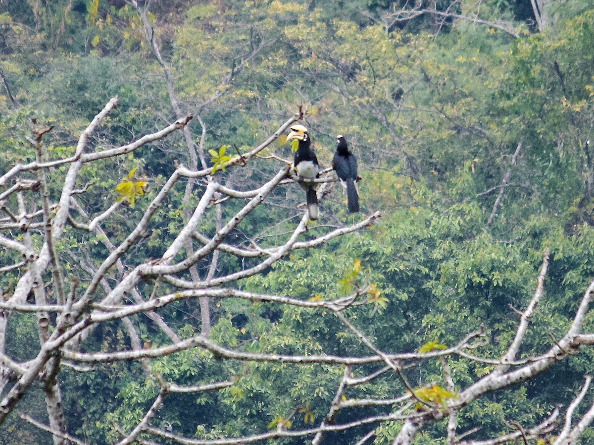 Oriental Pied-Hornbill - ML640698154