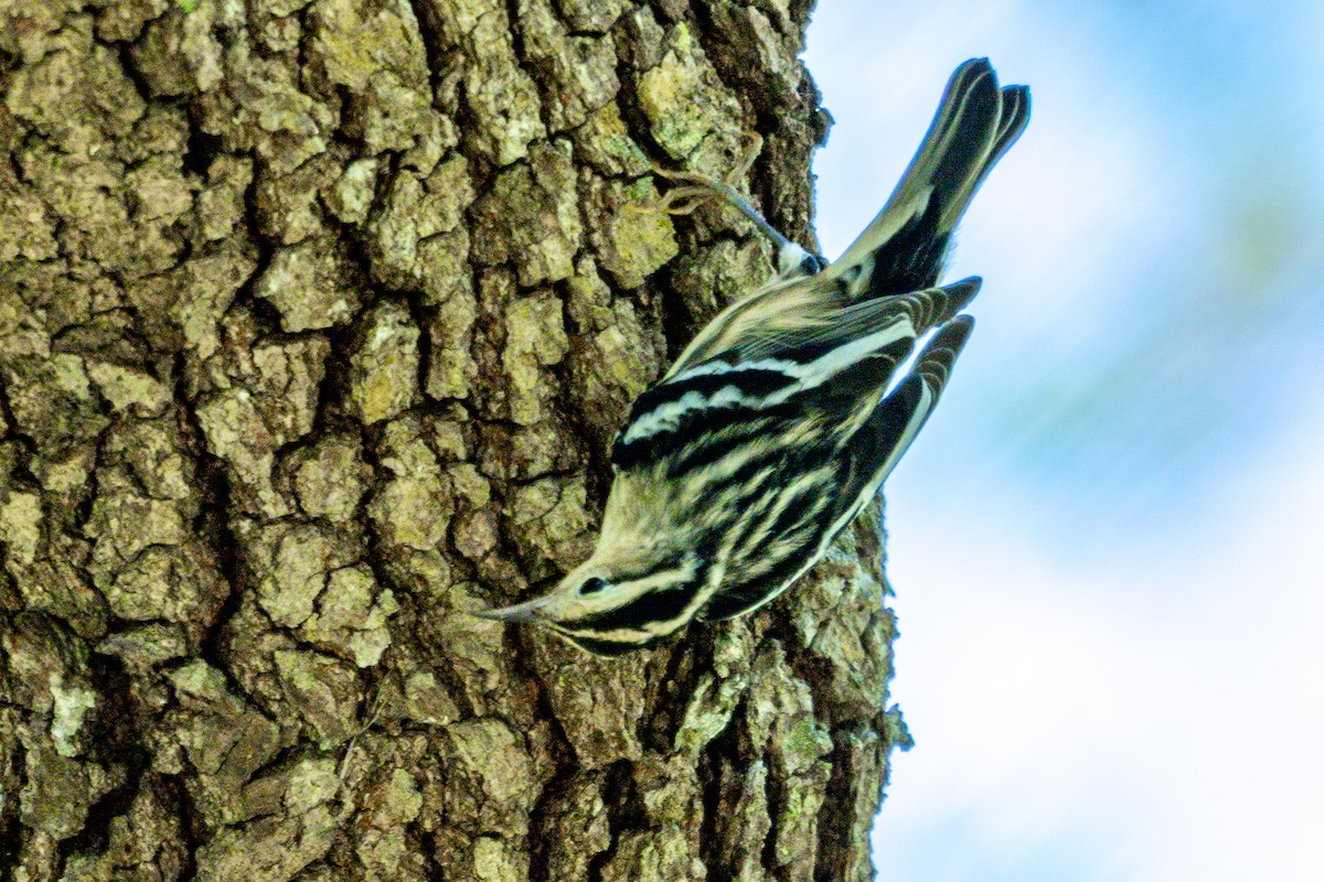 Black-and-white Warbler - ML640698158