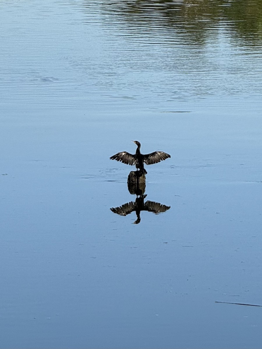 Double-crested Cormorant - ML640698274