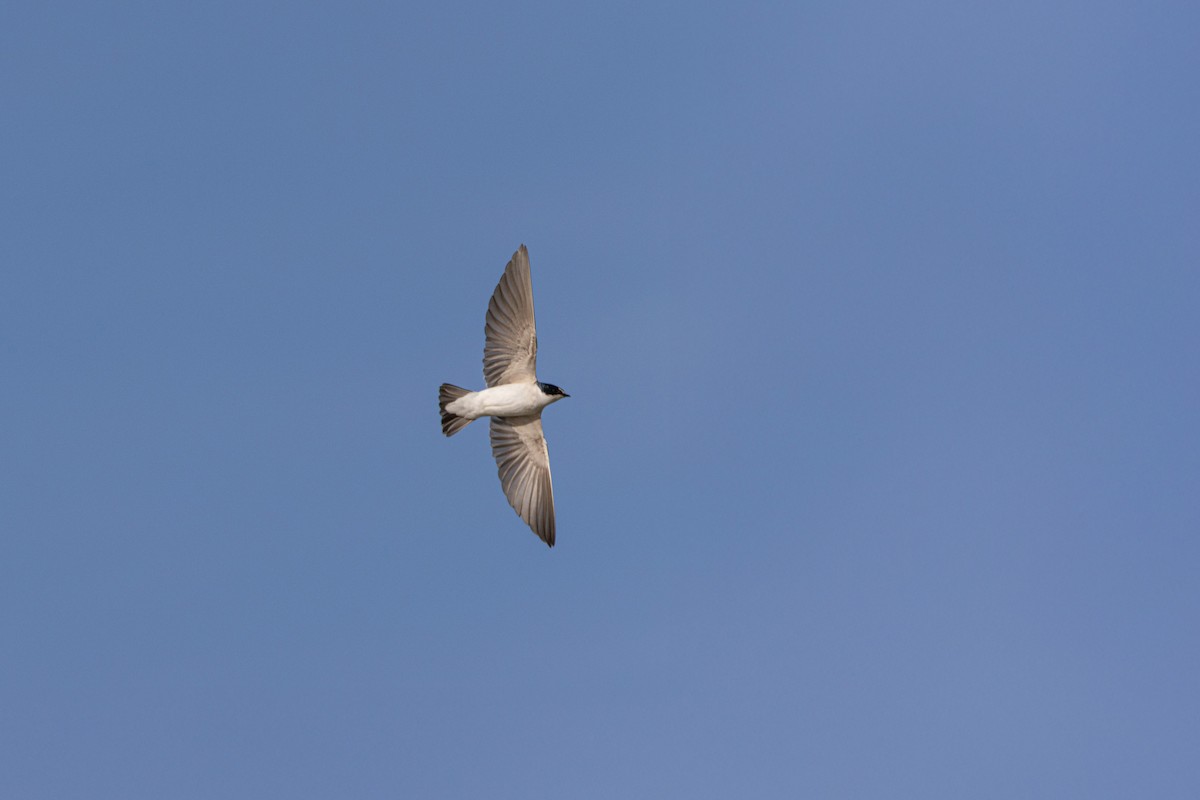 White-rumped Swallow - ML640698296