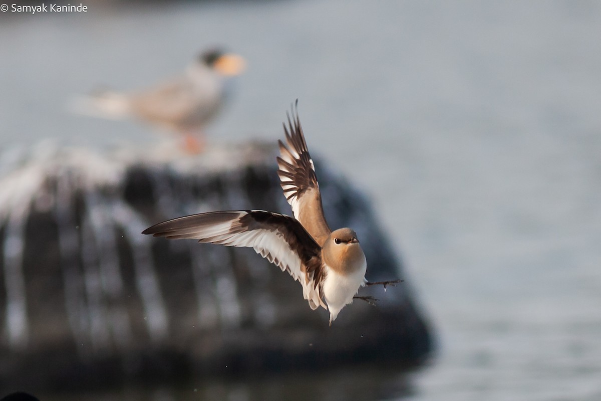 Small Pratincole - ML640698325