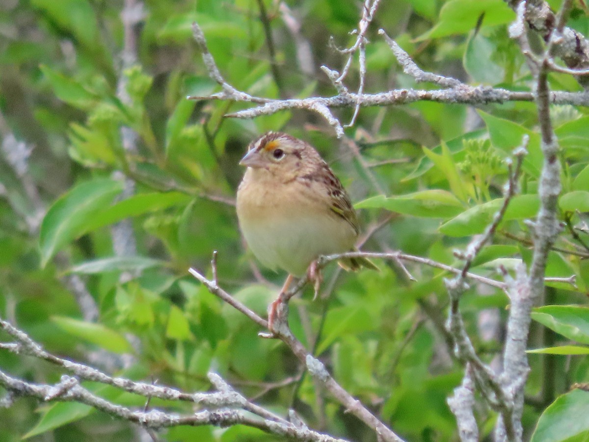 Grasshopper Sparrow - ML640698372