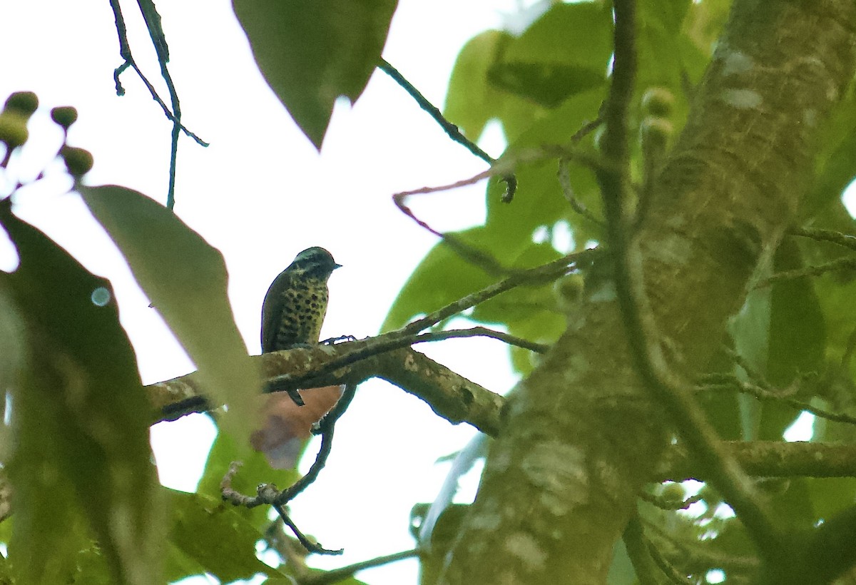 Speckled Piculet - ML640698414