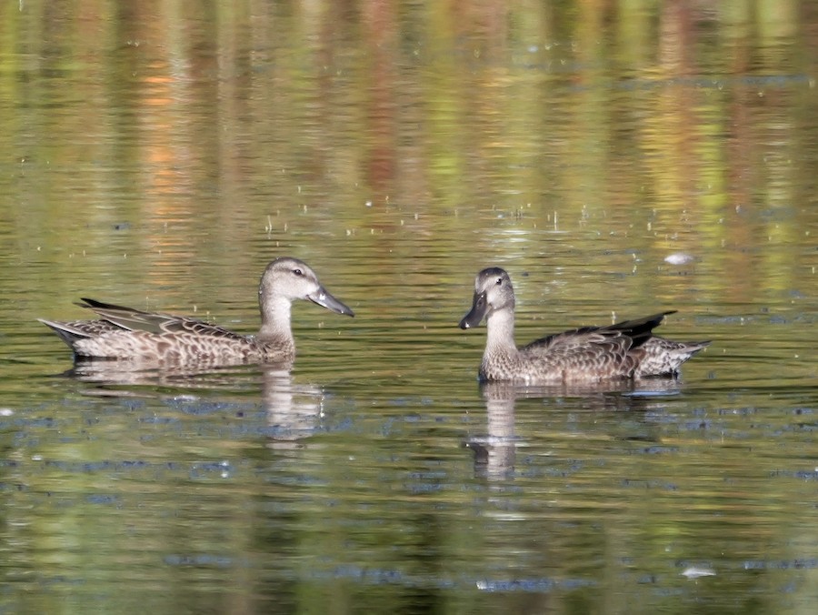 Blue-winged Teal - Roger Horn
