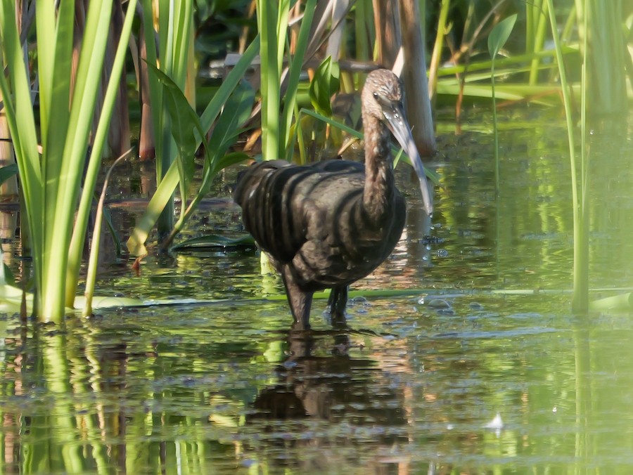 Glossy Ibis - Roger Horn