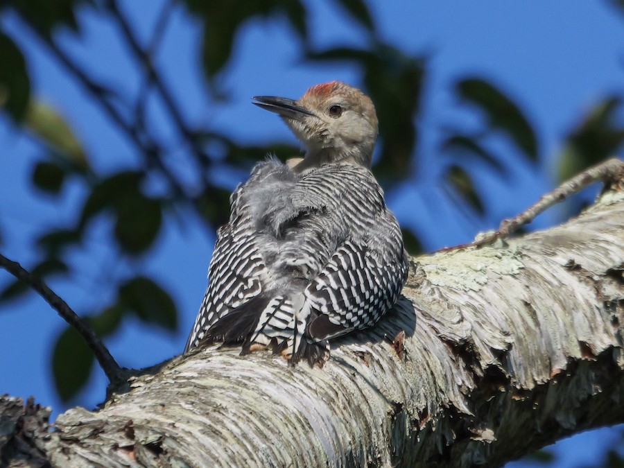 Red-bellied Woodpecker - Roger Horn