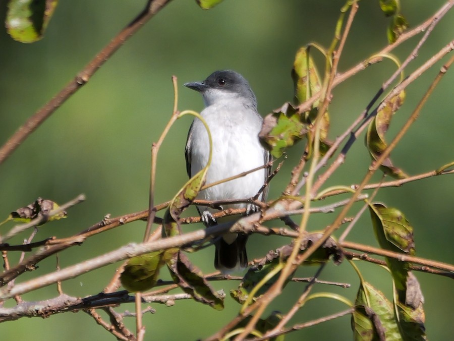 Eastern Kingbird - Roger Horn