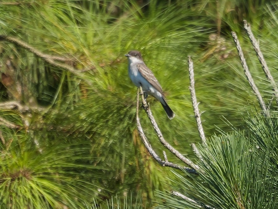 Eastern Kingbird - Roger Horn