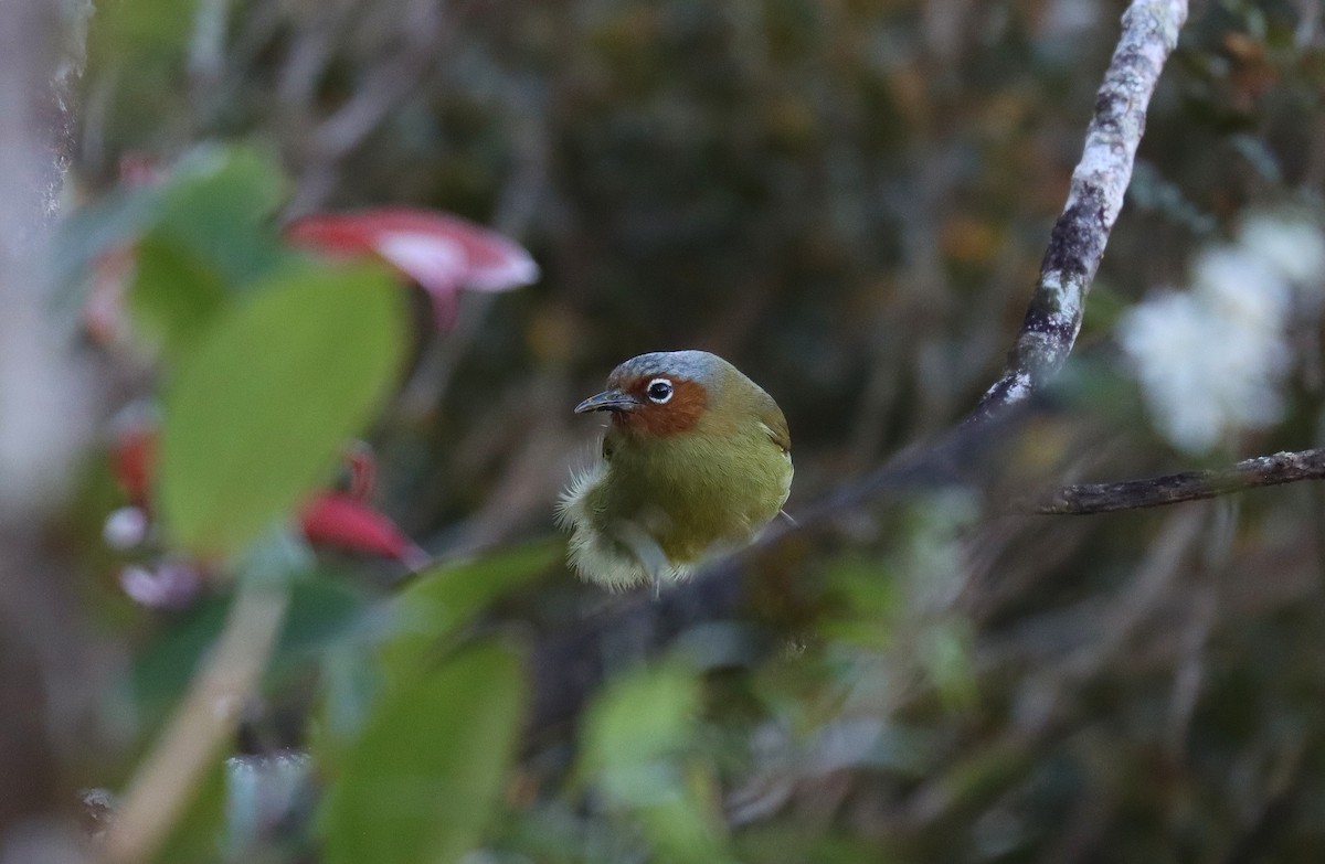 Chestnut-faced Babbler - ML640698559