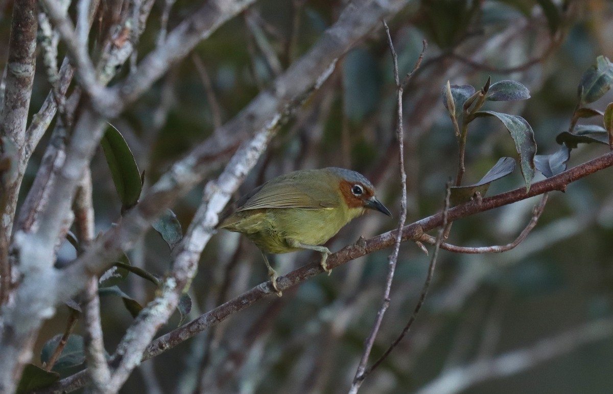 Chestnut-faced Babbler - ML640698600