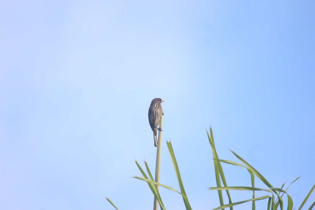 Palmchat - ML640698639