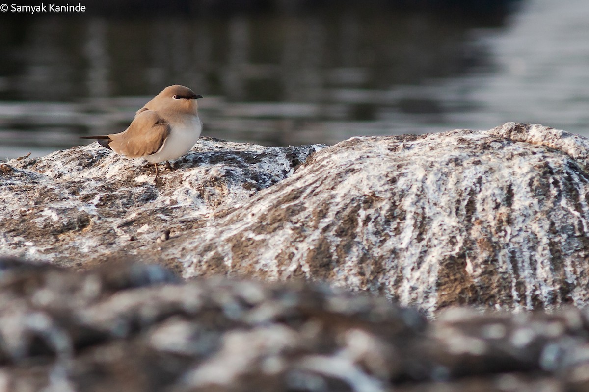 Small Pratincole - ML640698653