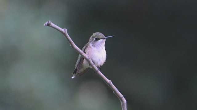 Ruby-throated Hummingbird - ML640698707