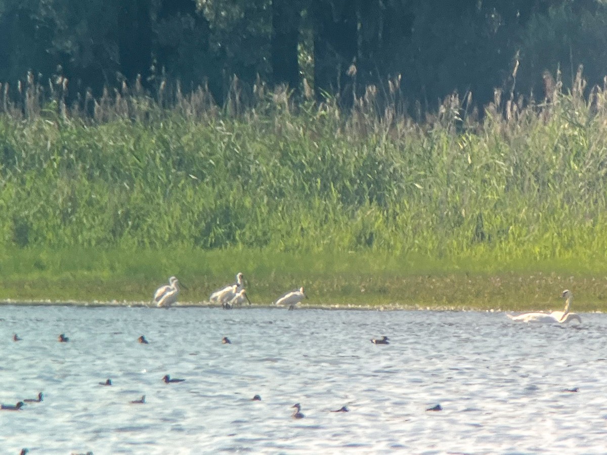 Eurasian Spoonbill - ML640698719