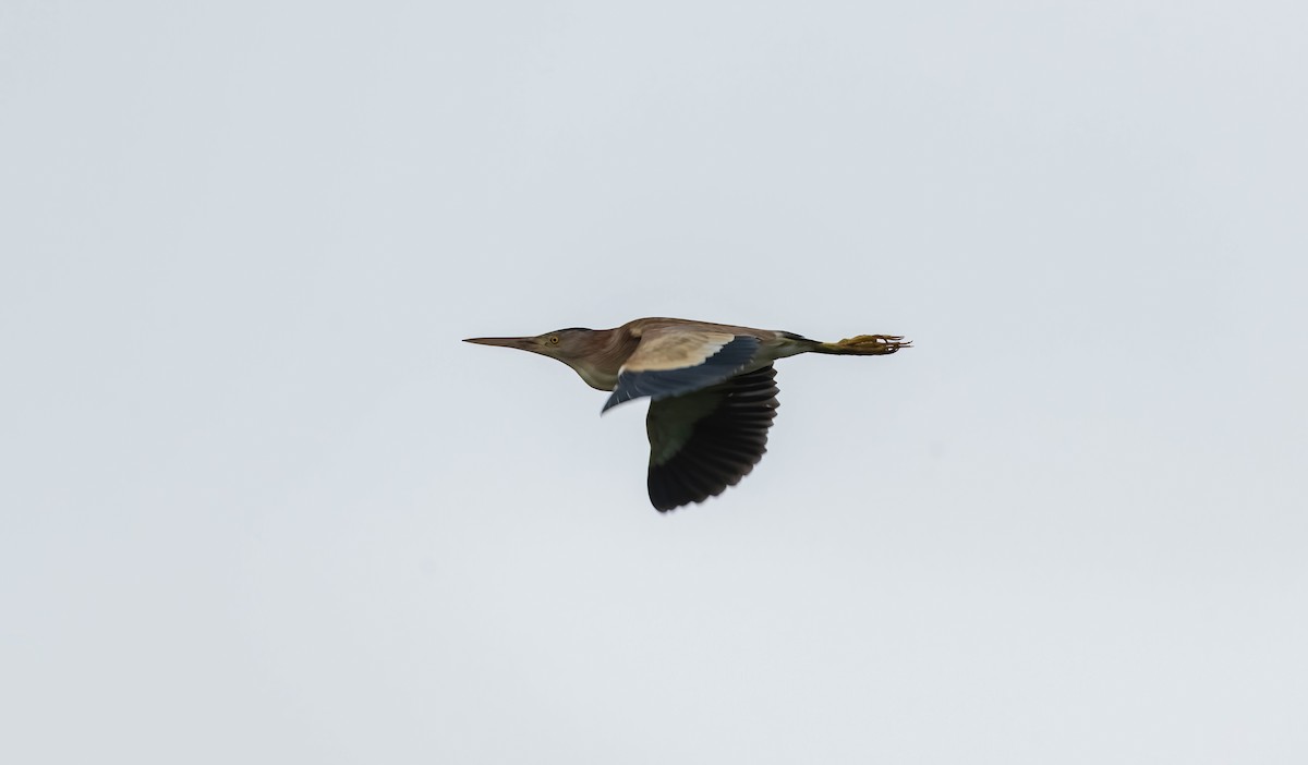 Yellow Bittern - ML640698720