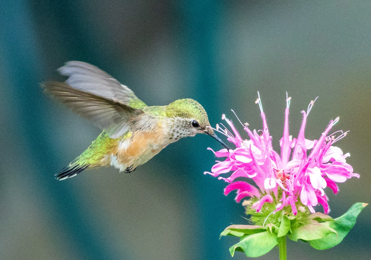 Calliope Hummingbird - ML640698731