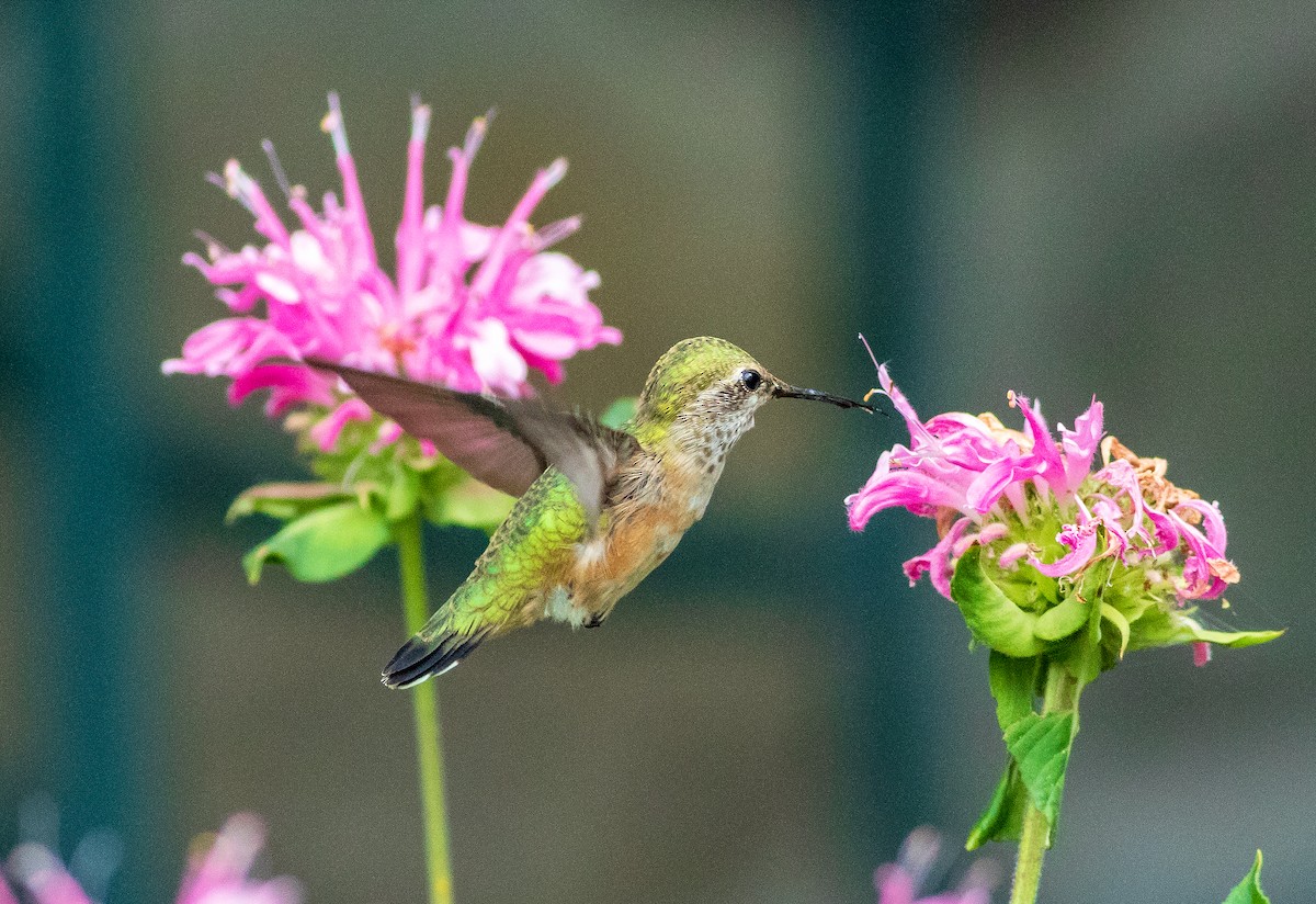 Calliope Hummingbird - ML640698742