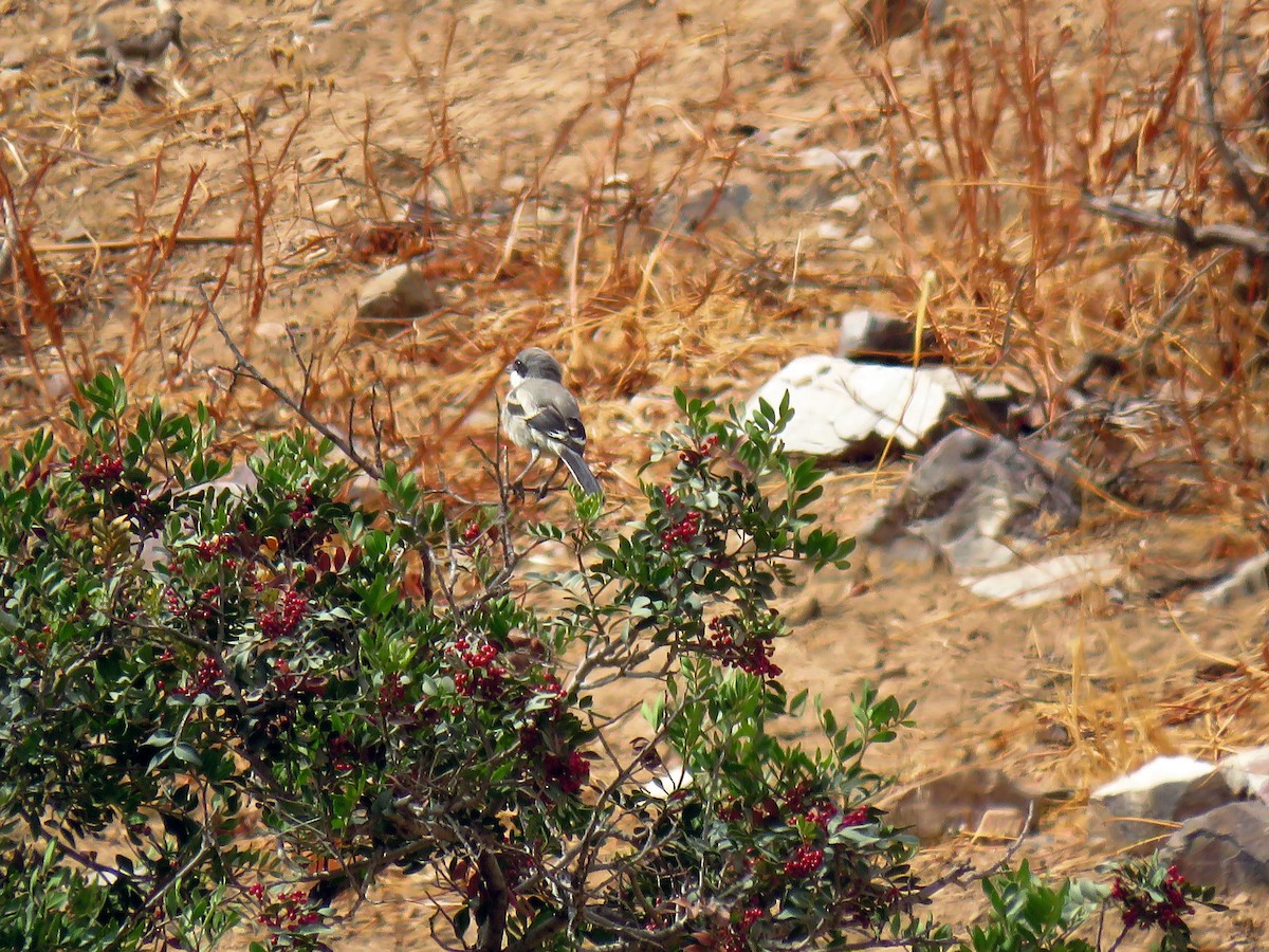 Great Gray Shrike (Sahara) - ML640698775