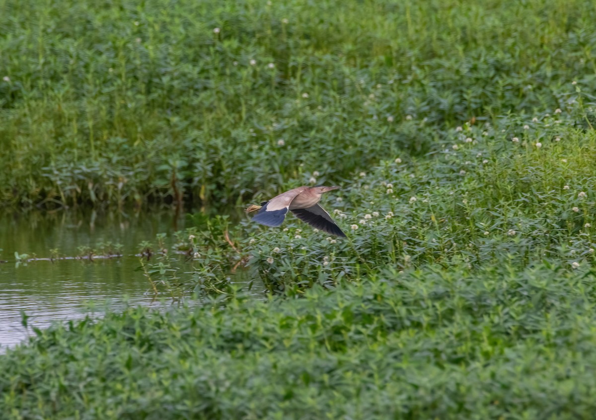 Yellow Bittern - ML640698816