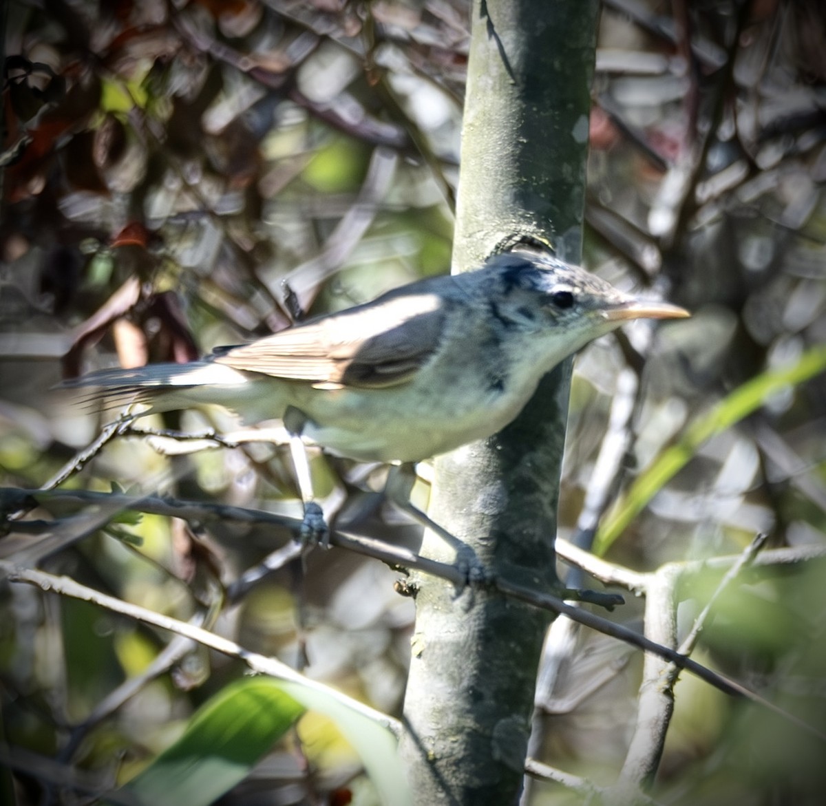 Olive-tree Warbler - ML640698823