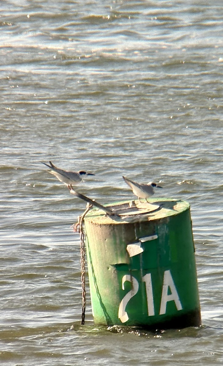 Forster's Tern - ML640698825