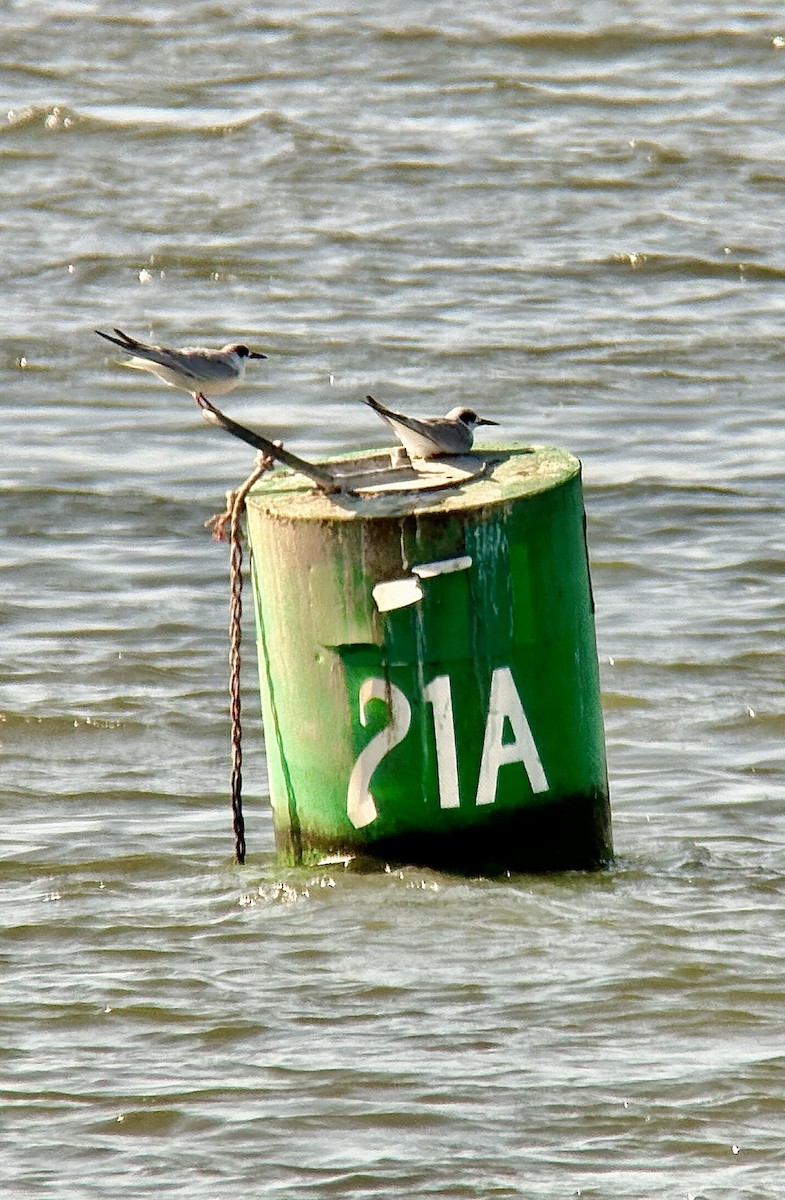 Forster's Tern - ML640698826