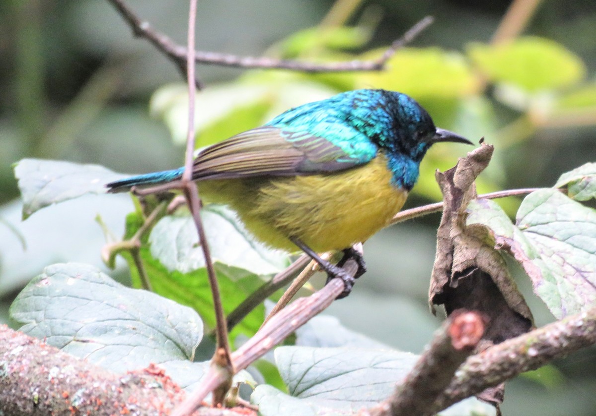 Collared Sunbird - ML640698827
