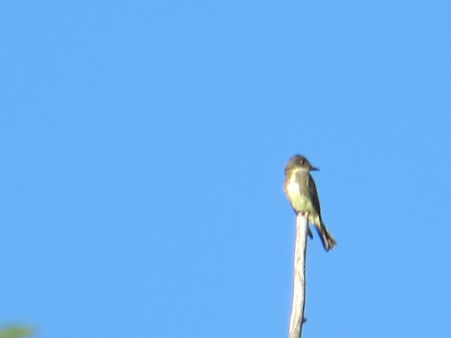 Olive-sided Flycatcher - ML640698843