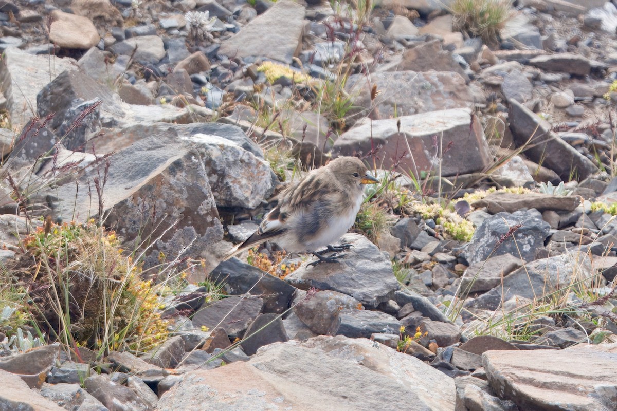 Tibetan Snowfinch - ML640698895
