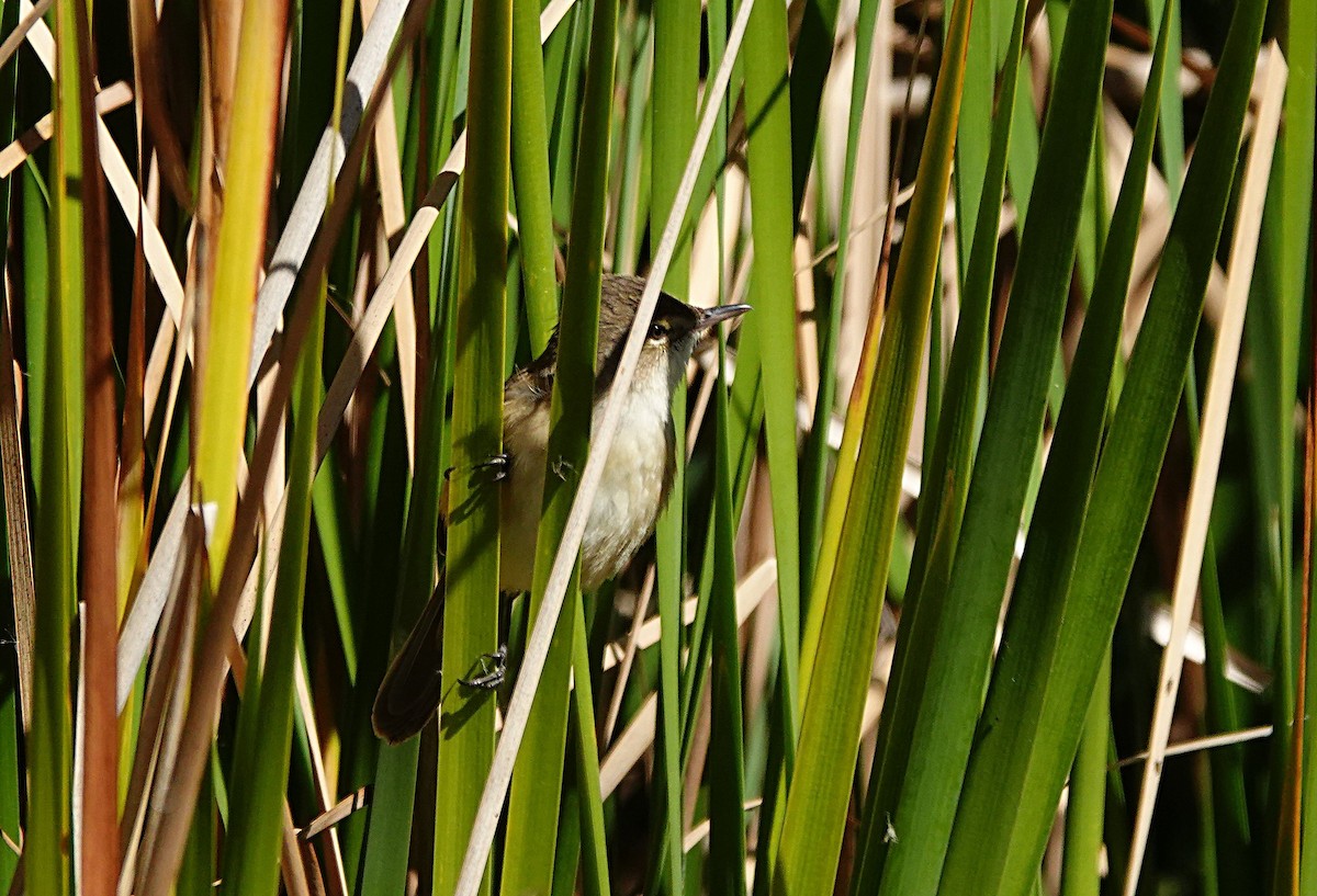 Australian Reed Warbler - ML640698900