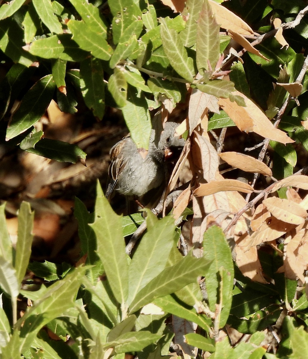 Black-chinned Sparrow - ML640698964