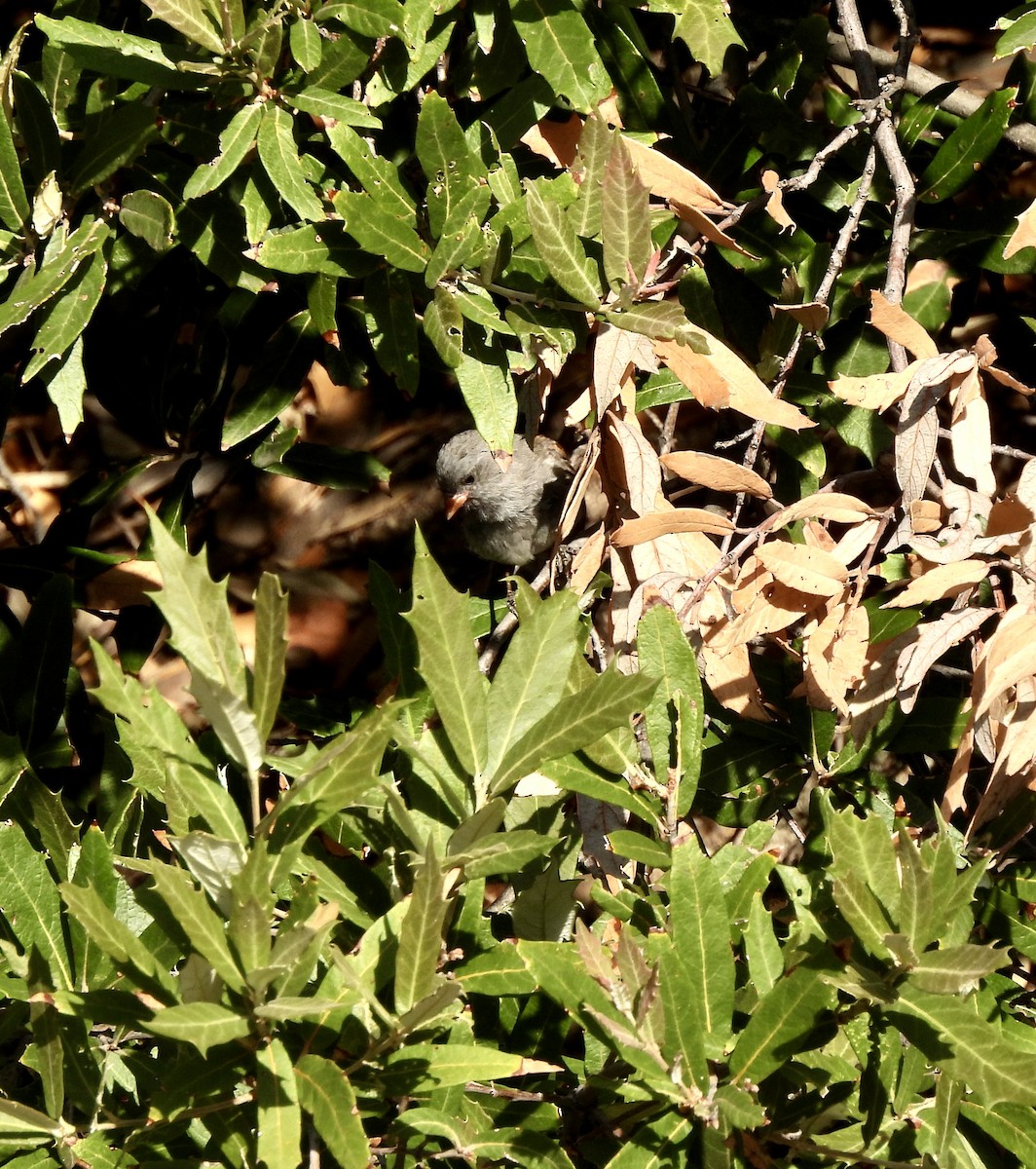 Black-chinned Sparrow - ML640698965