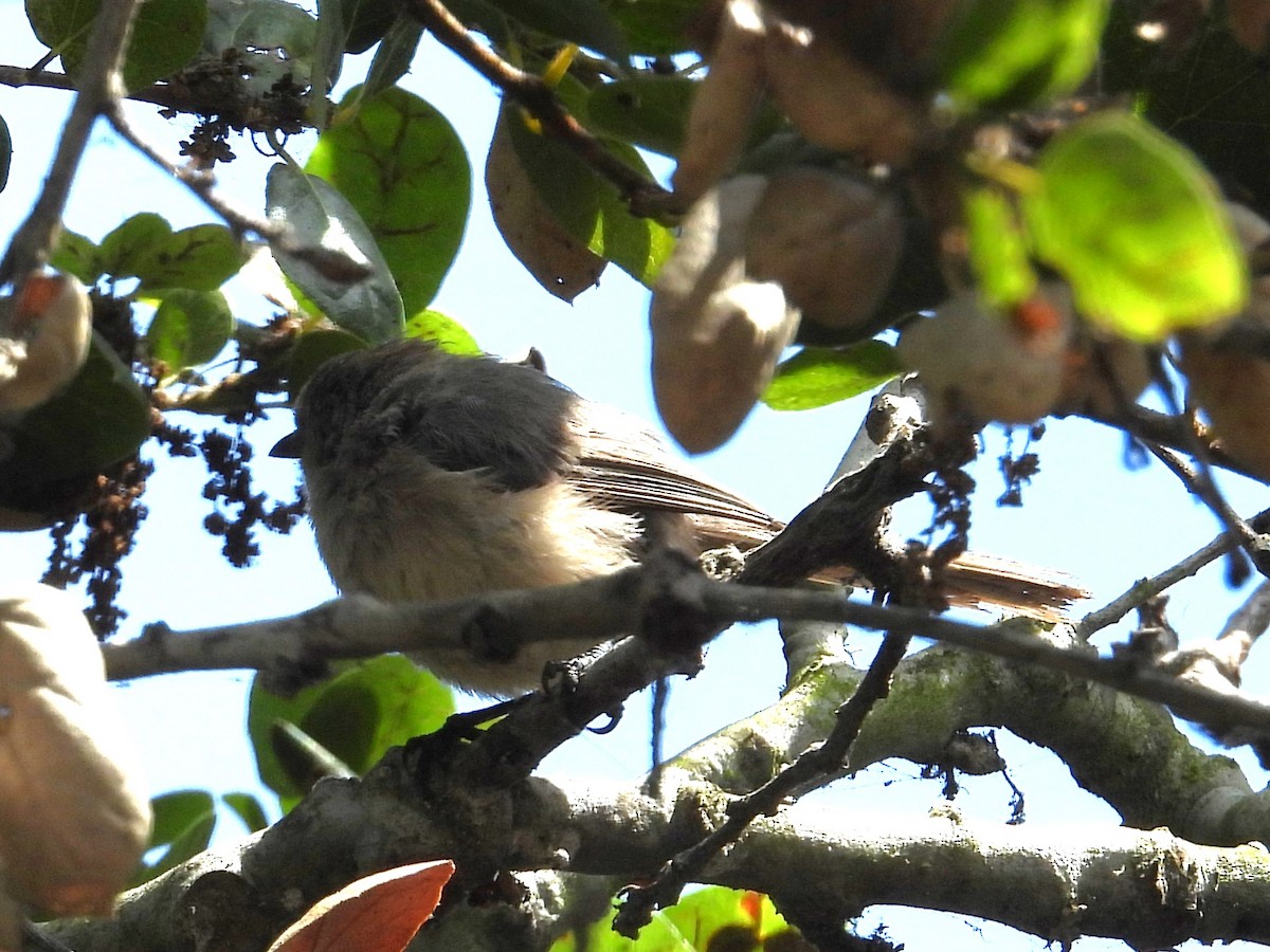Bushtit - ML640698970